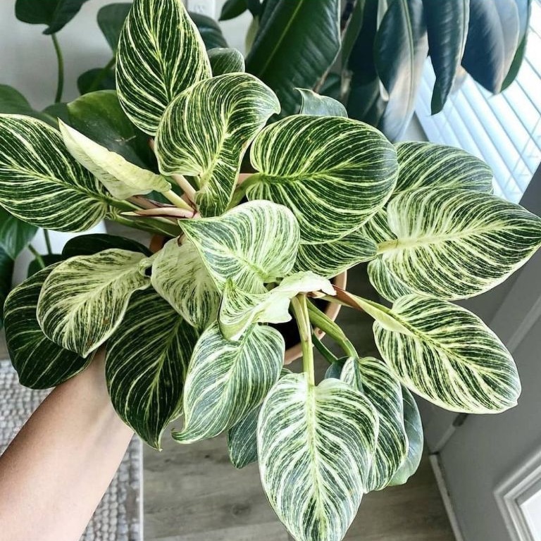 Philodendron Birkin Tanaman Hias Import Bunga Philo Impor  BUKAN bonggol bibit