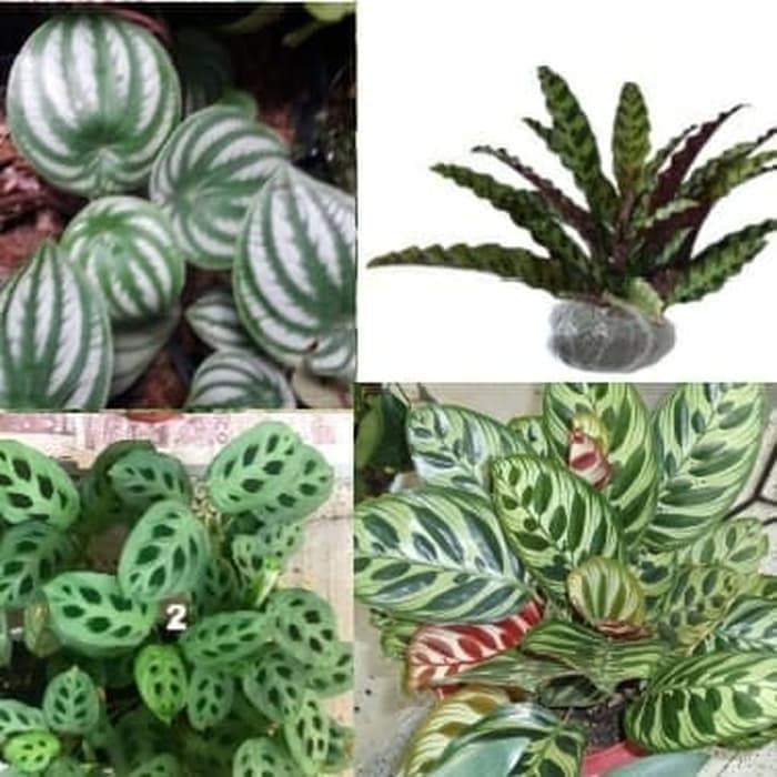 paket tanaman hias indoor calathea dan paperomia water melon