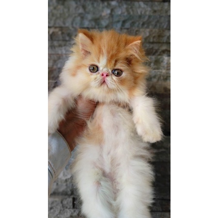 

peaknose imut lucu