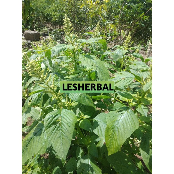 

daun bayam SEGAR 500gram