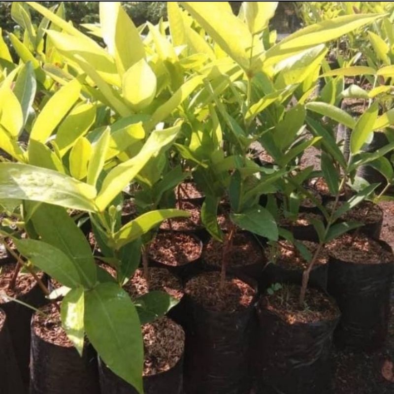 bibit pohon jambu dalhari indukan asli