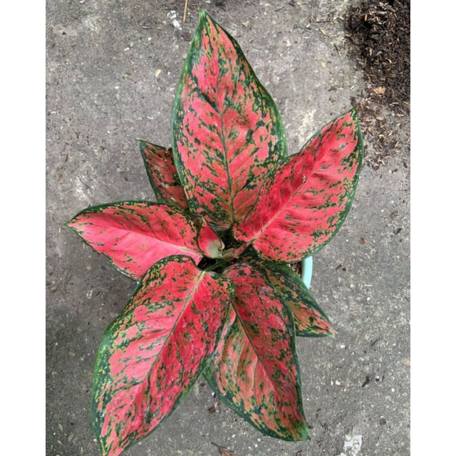 Aglonema Big Apple tanaman hias aglonema big apel