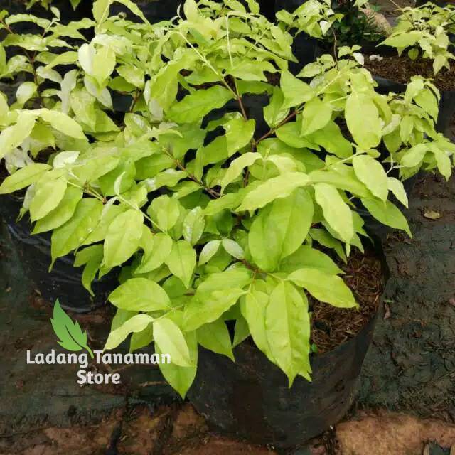 Bibit tanaman anting putri - tanaman anting putri daun kuning