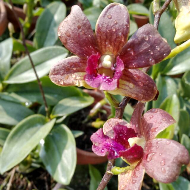 Anggrek Dendrobium Lipstick X Bertachong