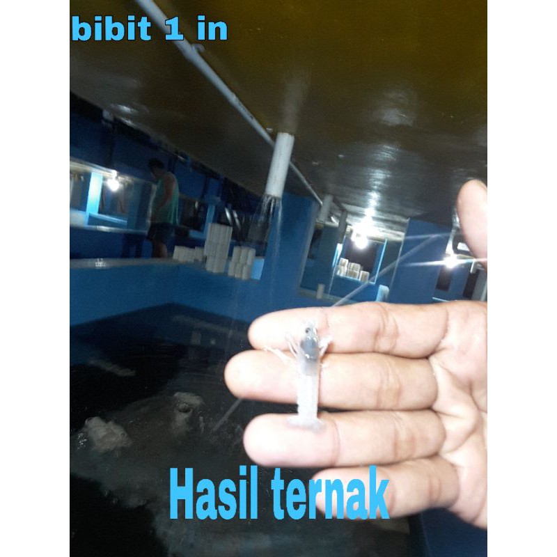 Lobster air tawar - Bibit lobster air tawar 2 - 4 cm