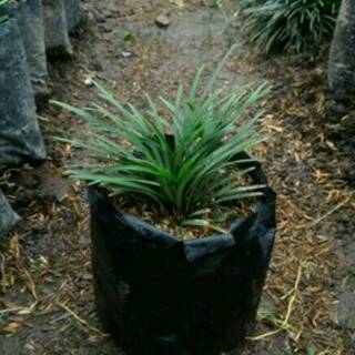  Tanaman  Hias Calathea Pinstripe Kalatea Mini Unik 