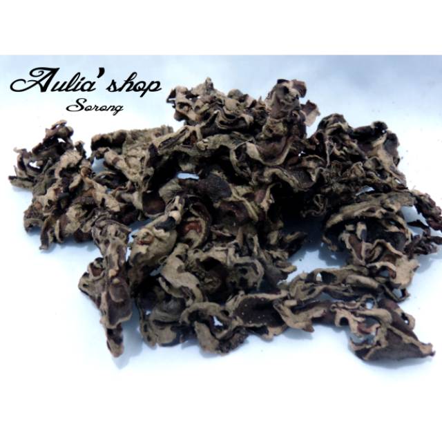 Obat herbal Sarang semut putih papua