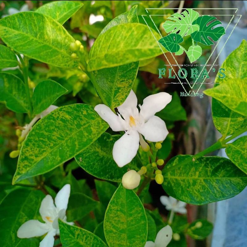 

Melati kampung (Jasmine)