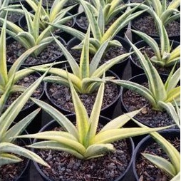 SANSEVIERIA GRACILIMA