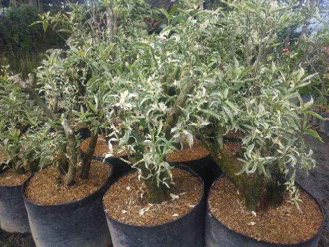 Bahan Bonsai Rombusa Variegata