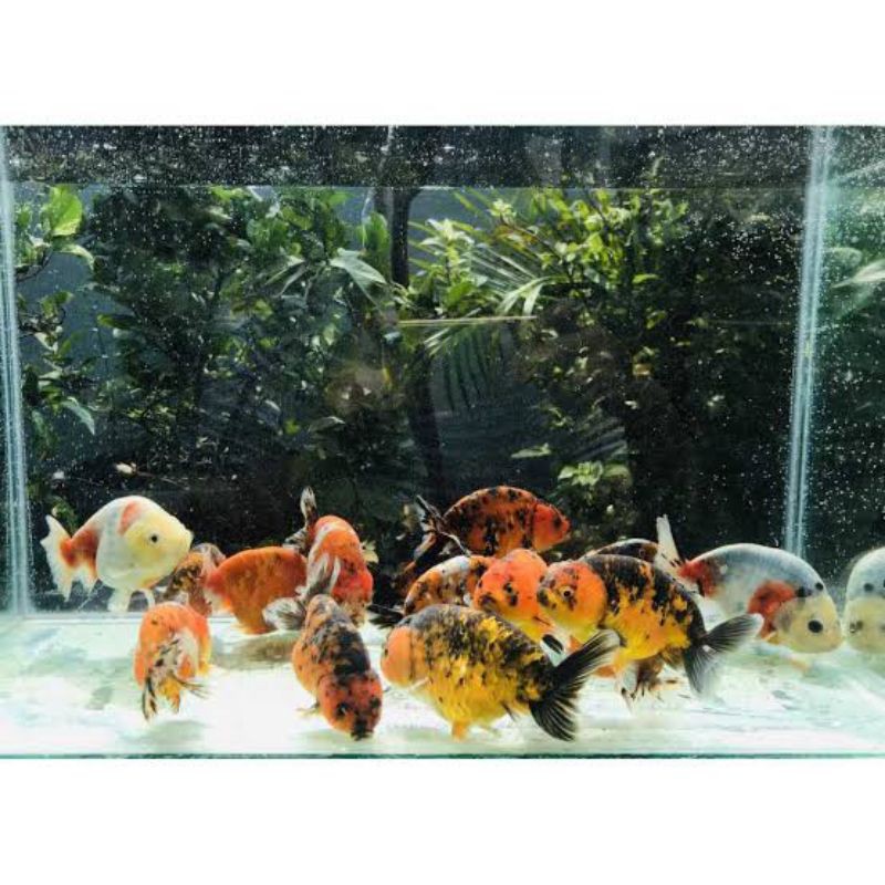 ikan mas koki ranchu calico