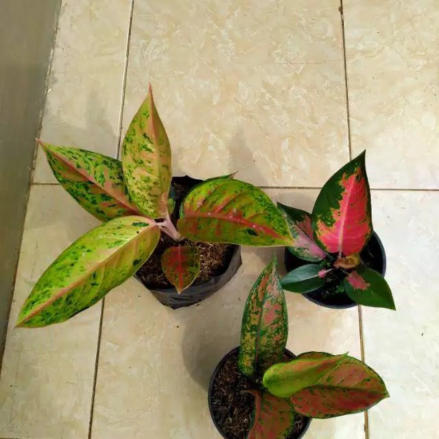 paket 3 pohon aglonema kocin pink, heng-heng, dan big roy