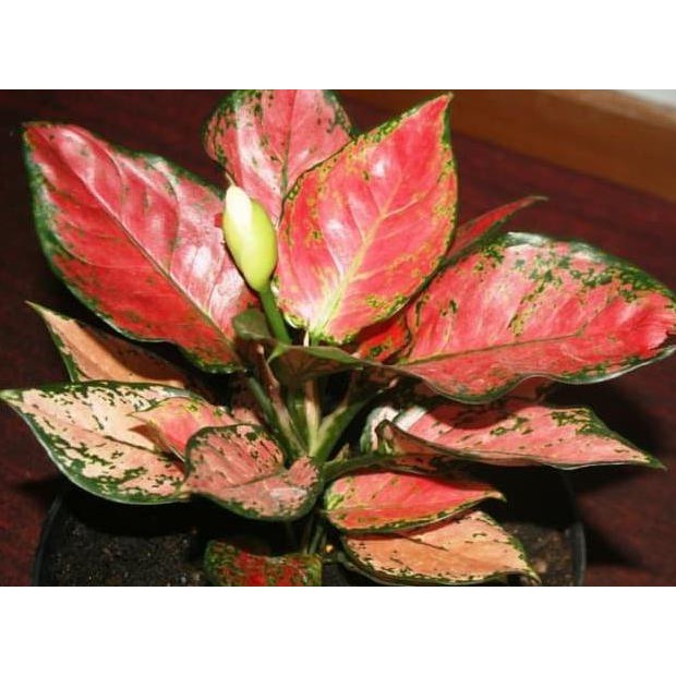 Tanaman Aglaonema Merah Siam / Aglonema Merah Siam