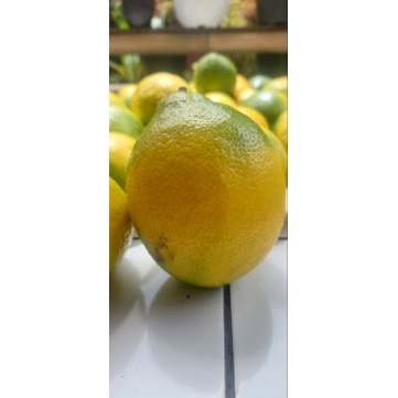 

lemon californya