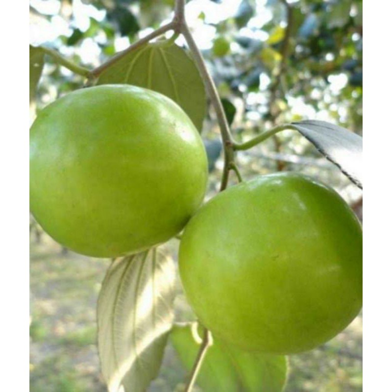 TERBARU Bibit Putsa Apel India Okulasi Cepat Berbuah HARGA HANCUR