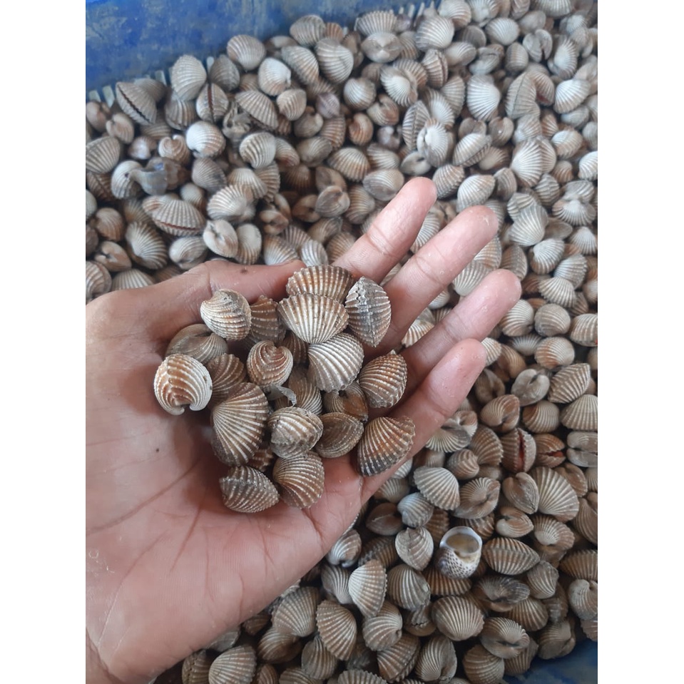 

kerang darah 1 kg