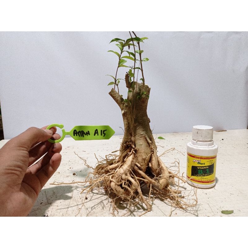 Anting Putri Bonggol Pesanan