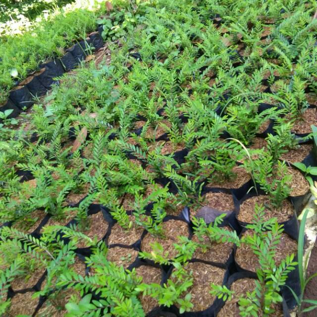 Bibit tanaman cendrawasih - Tanaman hias cendrawasih - pohon cendrawasih