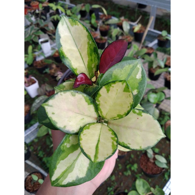 

Hoya Australis Lisa Size M