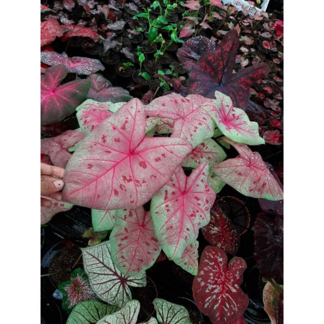 Bibit Caladium Keladi Hias Sexy Pink Shopee Indonesia