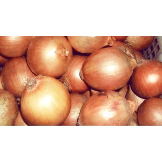 

Best Seller!! KODE-491 BAWANG BOMBAY