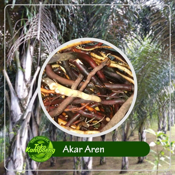 

Akar aren segar 1kg