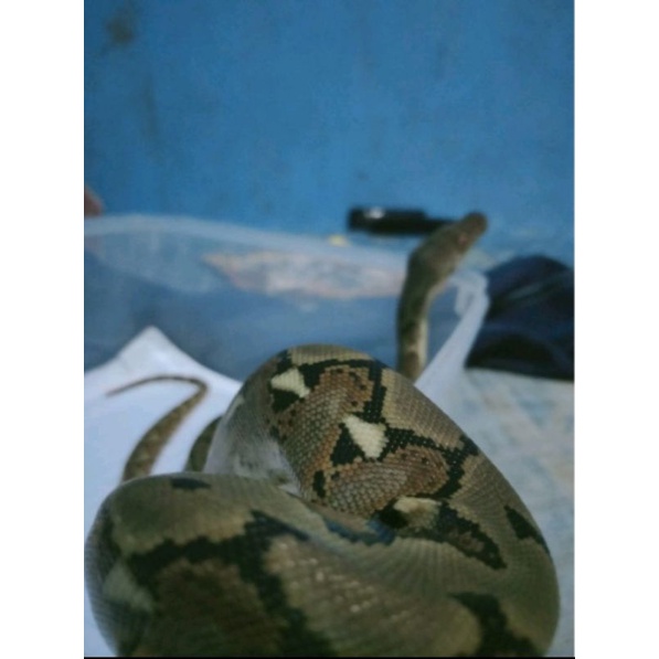 reticulatus