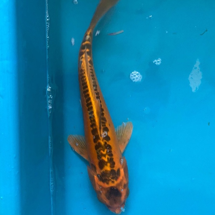 IKAN KOI KIKO Blitar 34-37cm Grade A+