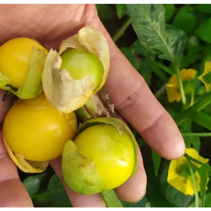 Benih Ciplukan Kuning Jumbo Physalis Peruviana