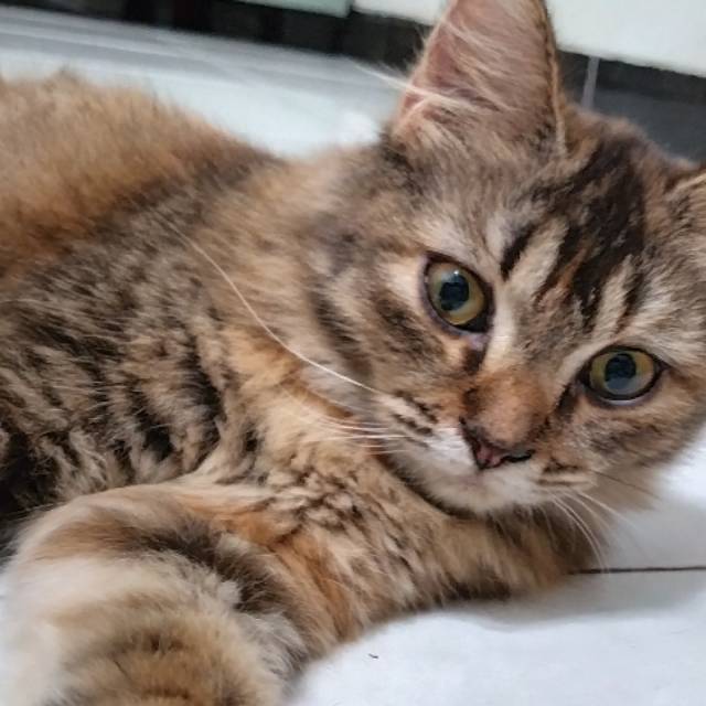 nina870