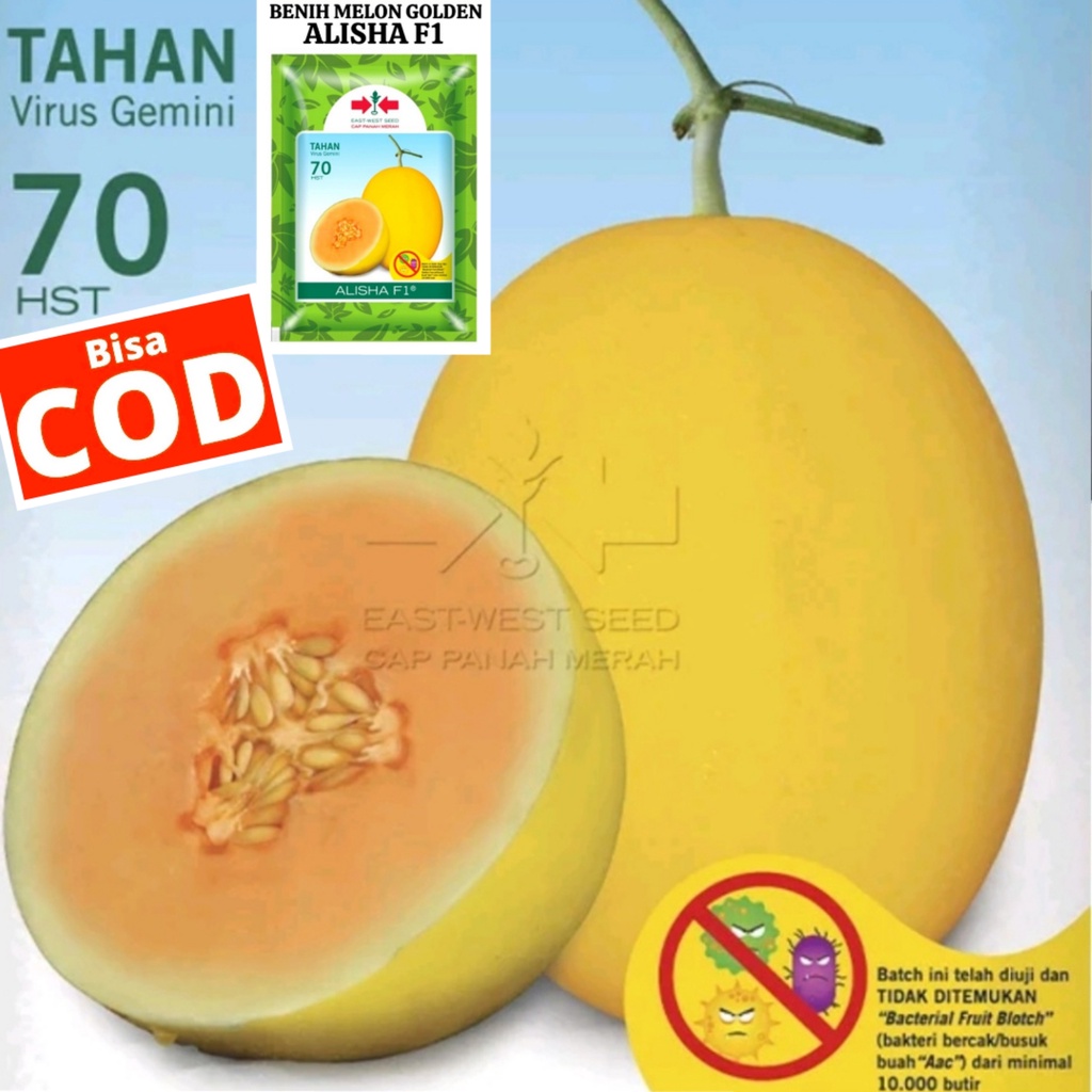 BENIH MELON GOLDEN ALISHA F1, BIBIT MELON GOLDEN, MELON GOLDEN