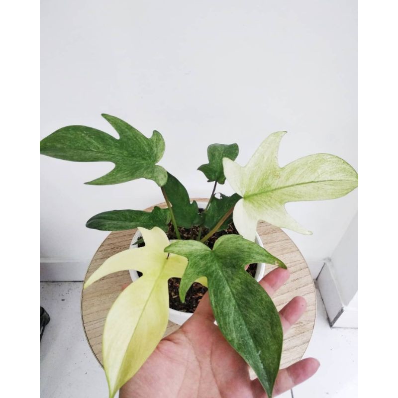 Tanaman hias Philodendron Florida ghost mint-Florida Ghost Mint