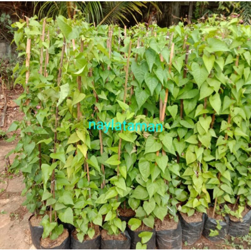 Pohon air mata pengantin Tanaman air mata pengantin