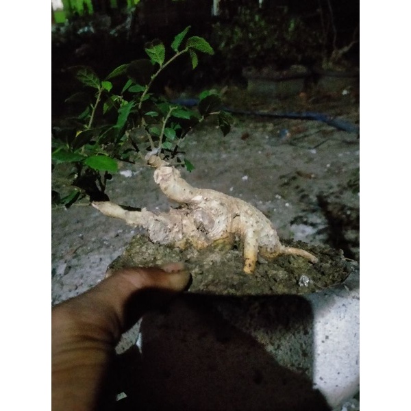 BONSAI SERUT SMALL SUDAH HIDUP 100K