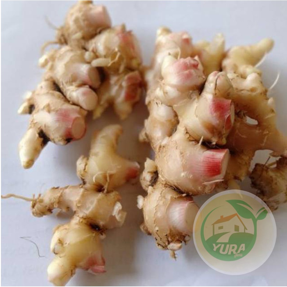 

JAHE EMPRIT Organik 100% Sayur Segar Organic