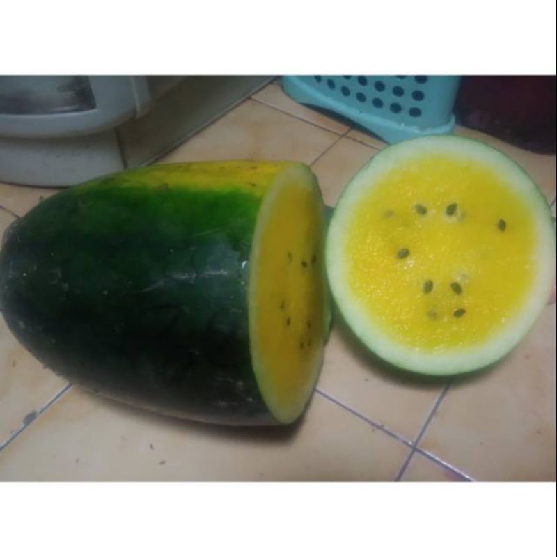 

Semangka Lonjong Kuning/Semangka kuning/Semangka Kulit Hitam