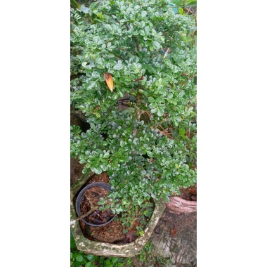 Bonsai kawista batu