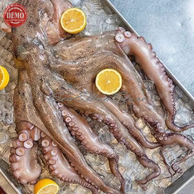 

Gurita Segar Octopus / Seafood Fresh GARANSI SEGAR
