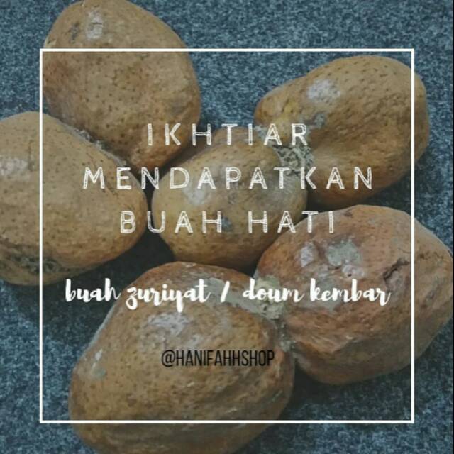 

Buah Zuriyat Doum 20 buah/10 pasang, sekitar 1 kg