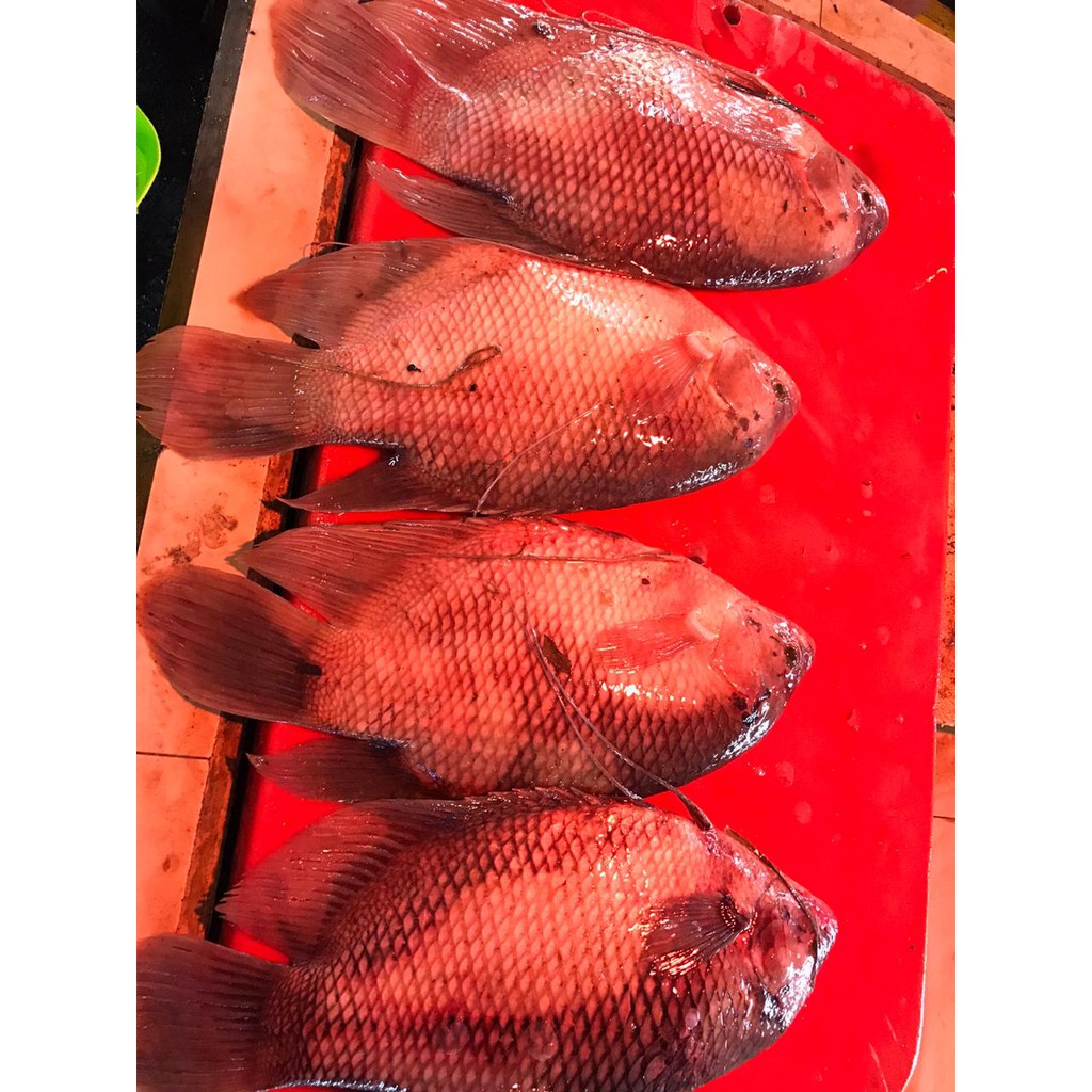 

Ikan Gurame (500 gr)