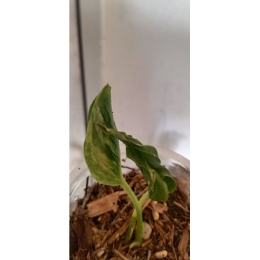 Epipremnum Shangrila