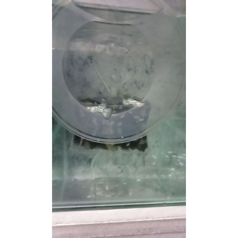 Ikan Guppy metal snek skin Blue Grass Sepasang Ikan Hias Aquascape Aquarium