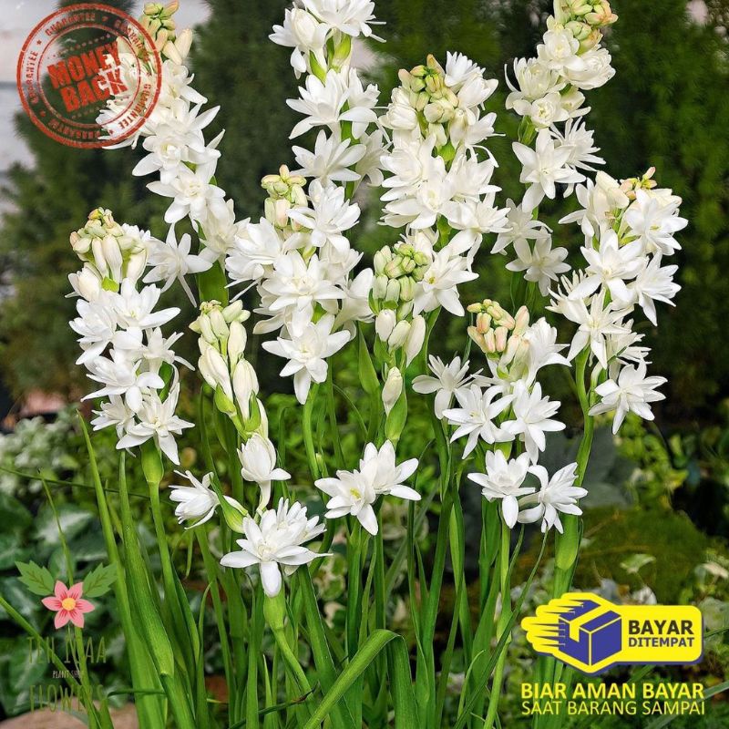 Tanaman Bunga Hias Sedap Malam Hidup // Tanaman Sedap Malam Hidup Segar