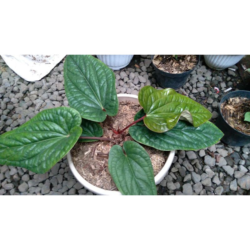 anthurium sirih keraton