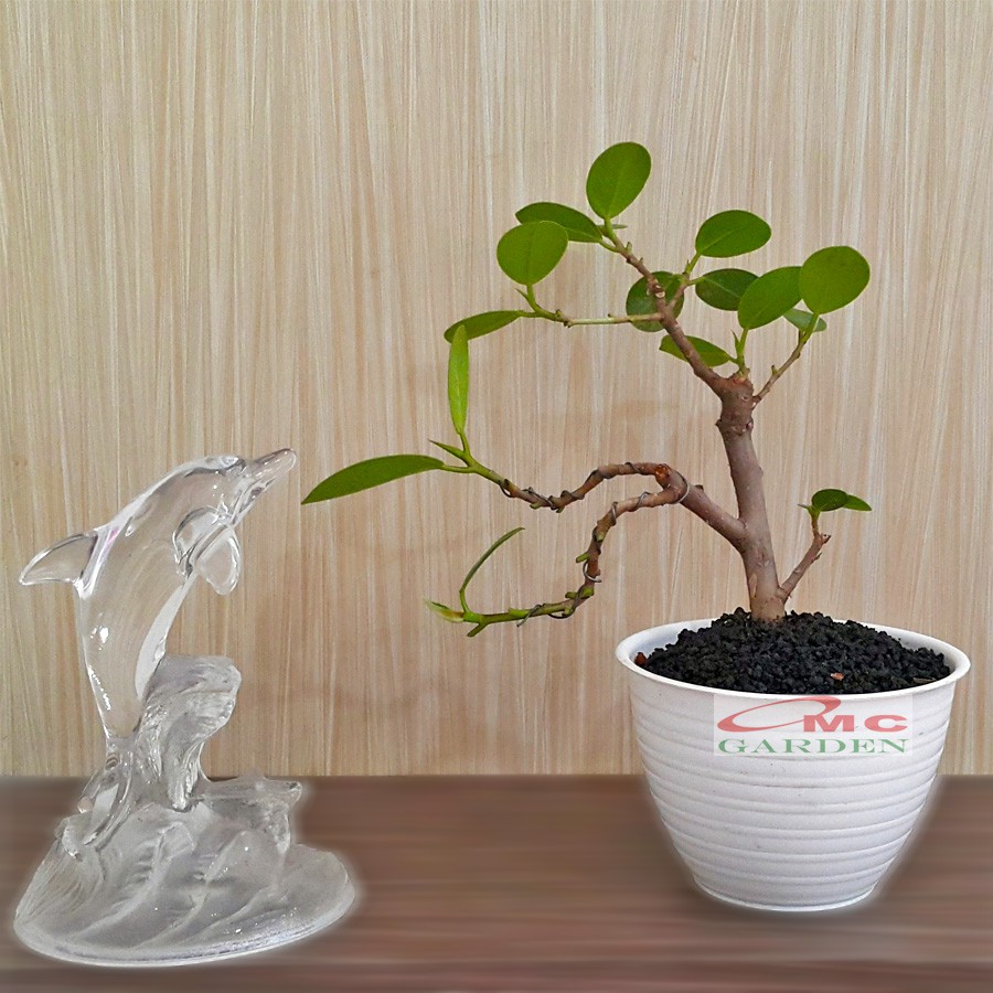 Tanaman Hias Pohon Bonsai Mame Beringin Korea Mini Dolar B-BK-010