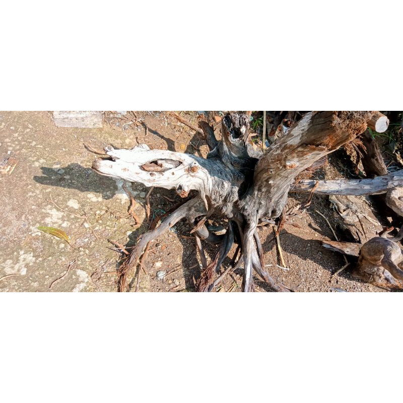 kayu santigi laut