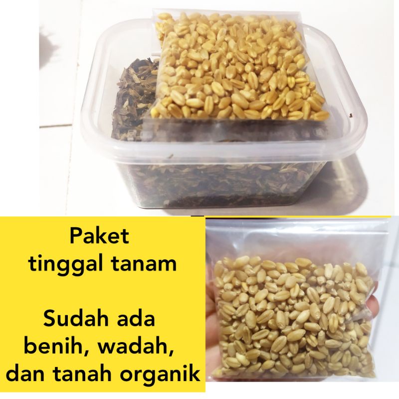 Benih Rumput Kucing ,GRASS CAT. paket langsung tanam