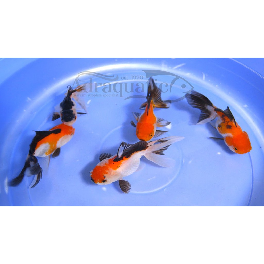 (INSTANT BANDUNG) IKAN HIAS KOKI PANDA MOOR GOLDFISH TELESCOPE AIR TAWAR AQUARIUM