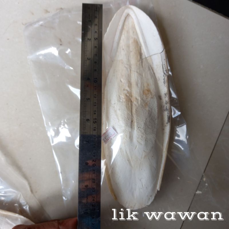 tulang sotong jumbo, yakin JUMBO banget, asinan