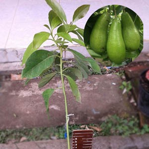 Alpukat Hijau Panjang